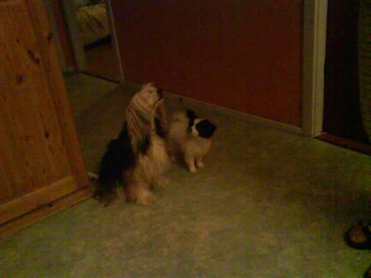 Phalene ¤Fifi-Viola¤ billede 6