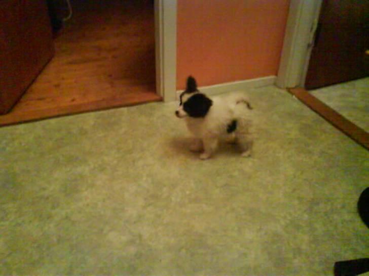 Phalene ¤Fifi-Viola¤ billede 7