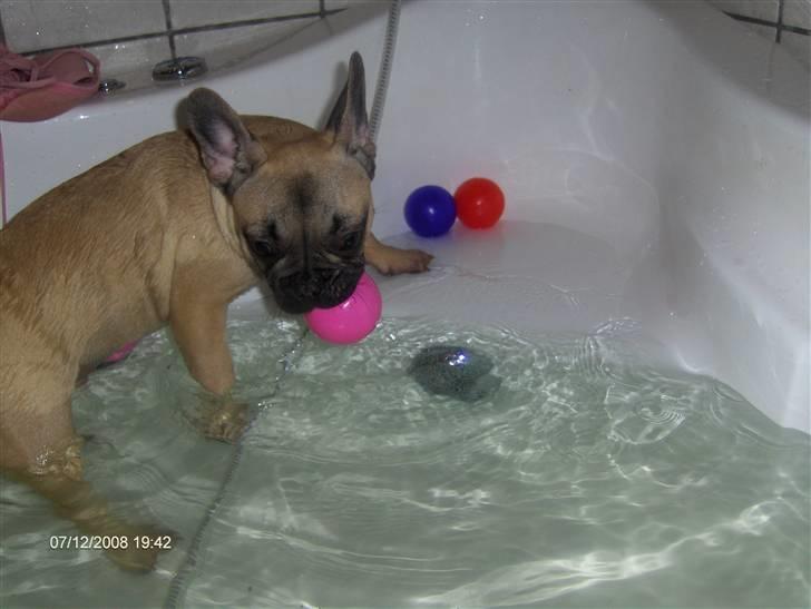 Fransk bulldog Elvis billede 4