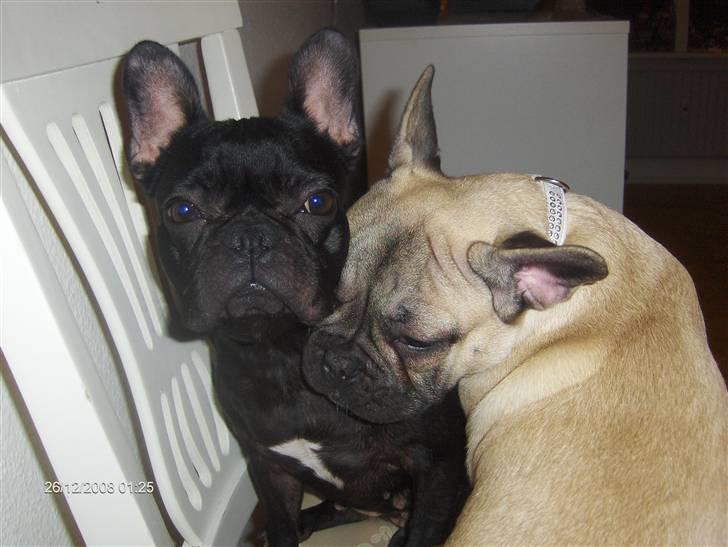 Fransk bulldog Elvis billede 5