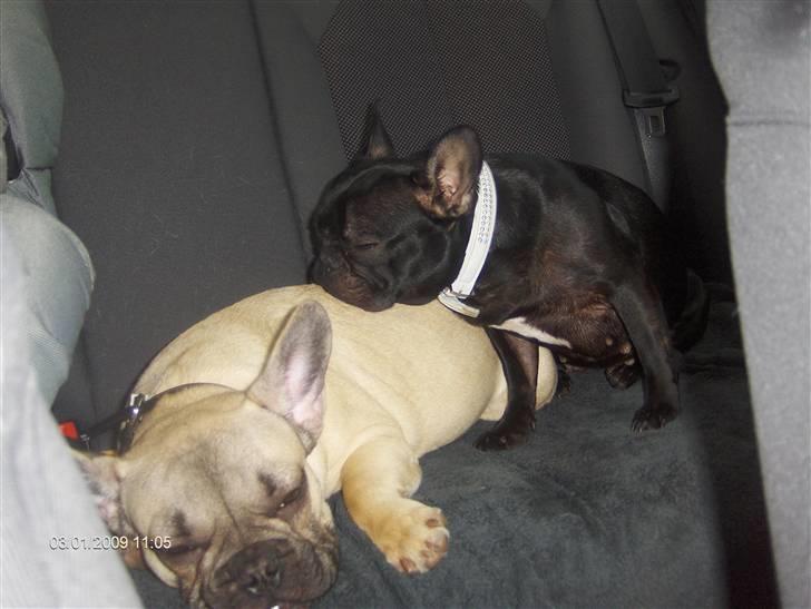 Fransk bulldog Elvis billede 6