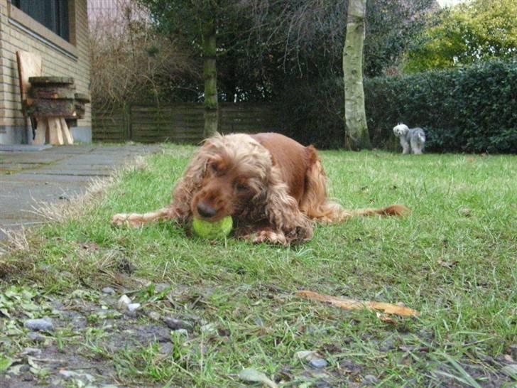Cocker spaniel Lady - Det er sa Frk.Lady ude og sidde i den dejlige sol billede 1