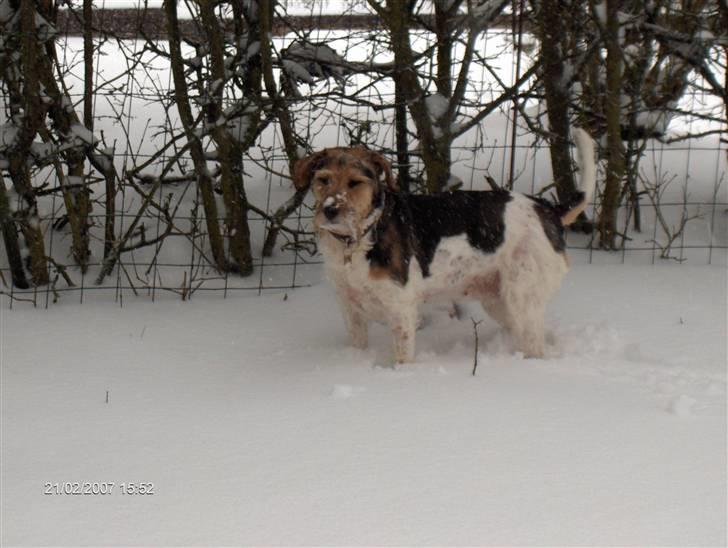 Blanding af racer Mille billede 10