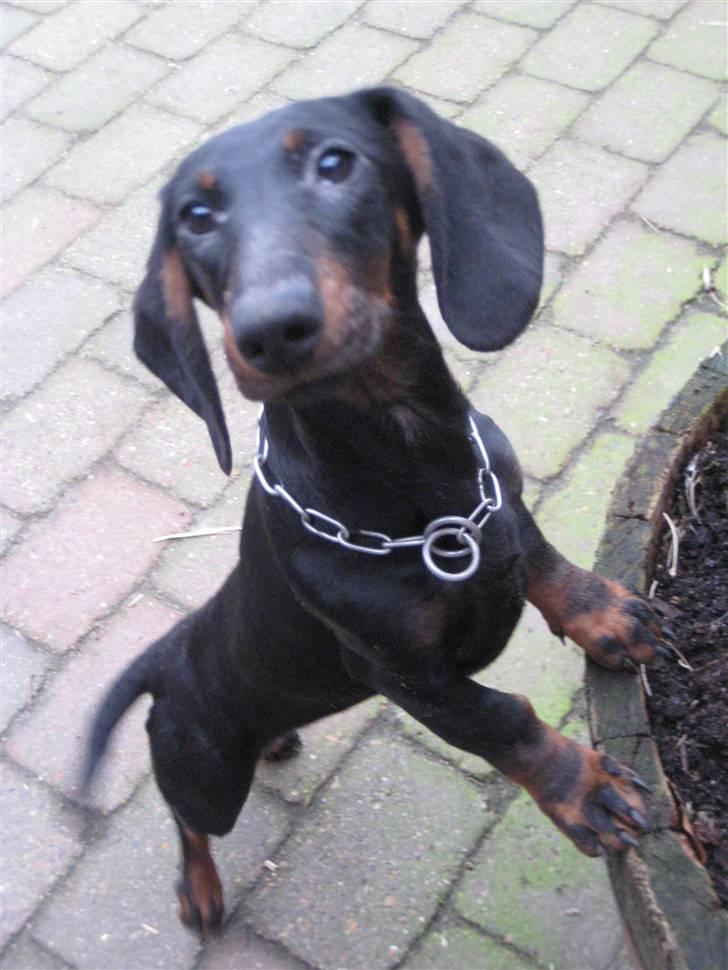 Gravhund Charlin - Hejsa:D billede 1