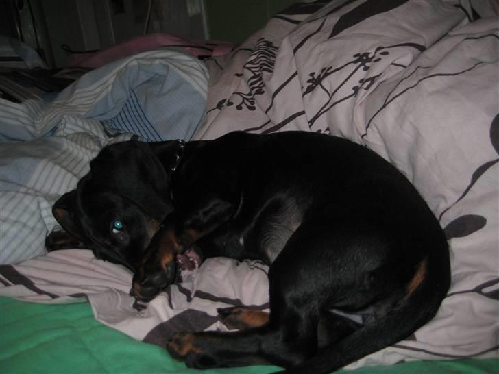 Gravhund Charlin billede 2