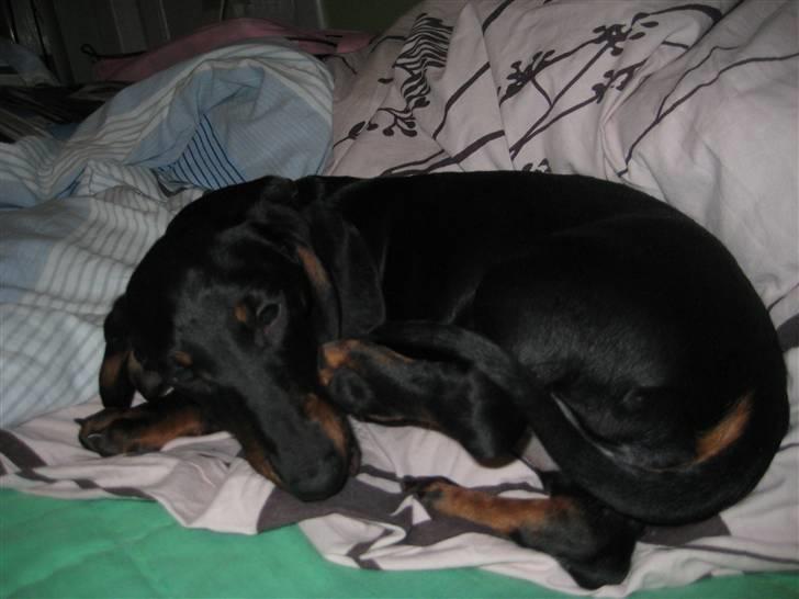 Gravhund Charlin billede 3