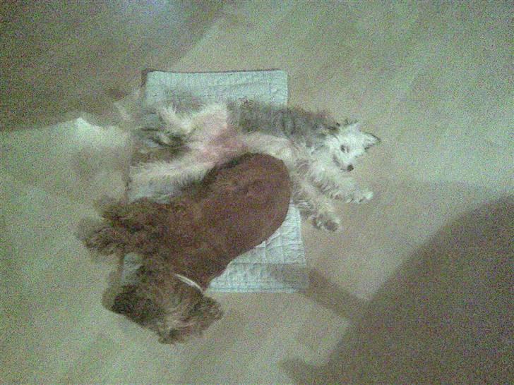 Cocker spaniel Lady - Axel og Lady efter en tur i skove og et bad. billede 3