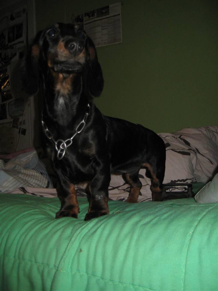 Gravhund Charlin billede 4