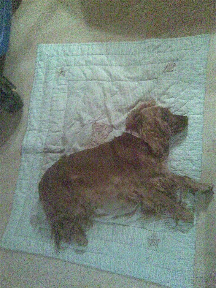 Cocker spaniel Lady - min trætte hundepige billede 4