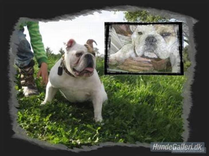 Engelsk bulldog Link billede 17