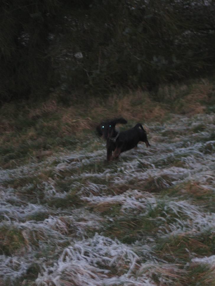 Gravhund Charlin billede 5