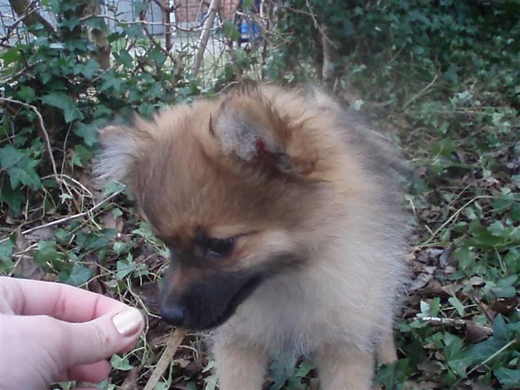 Pomeranian Rockey  - Min lille prins <3 billede 1