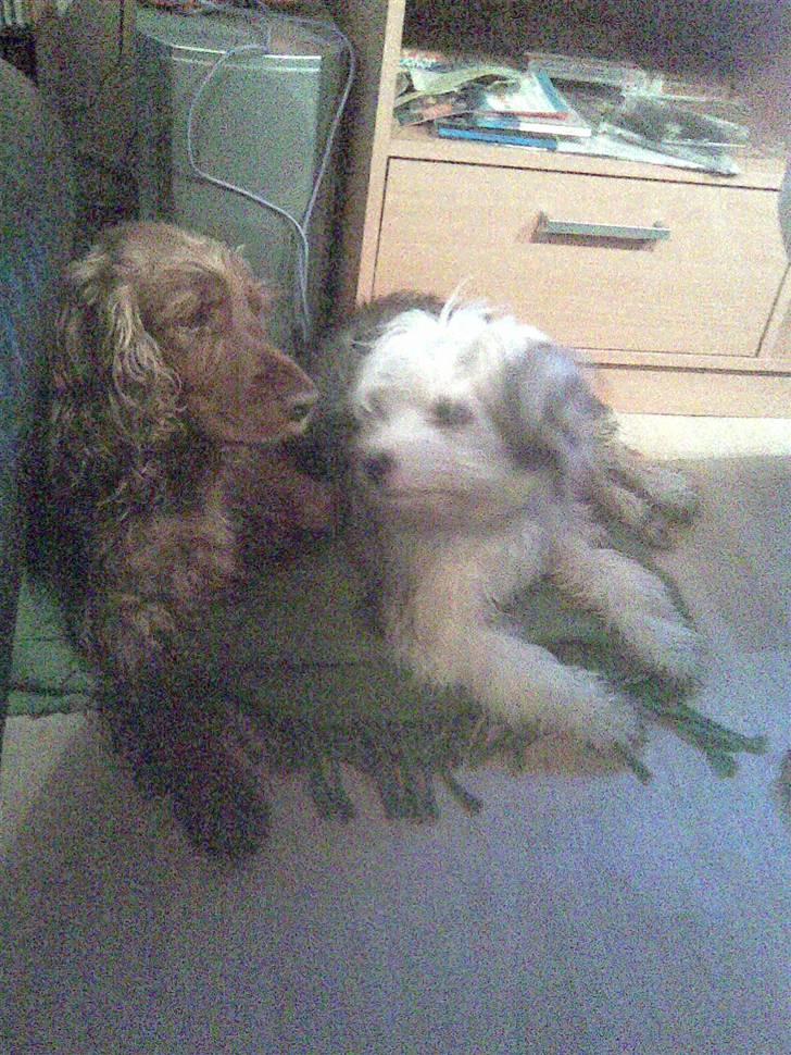 Cocker spaniel Lady - ja de er som bror og søster. billede 5