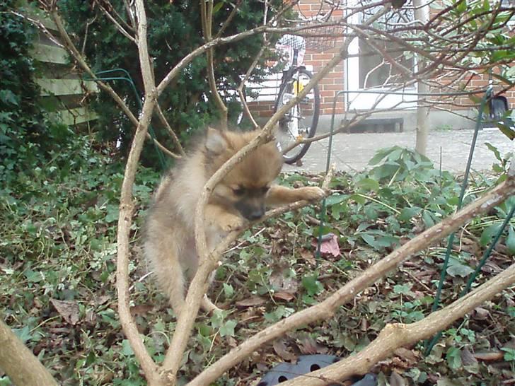 Pomeranian Rockey  - Hmm .. gad vide om jeg kan klatre her ? billede 2