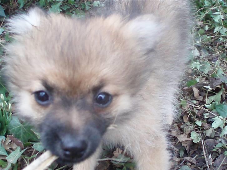 Pomeranian Rockey  - Ih, hvorfor vil mor ikk give slip på den gren !!  JEG VIL HAVE DEEEN !! billede 3