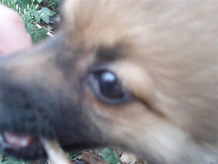 Pomeranian Rockey  - Close up <3 billede 4