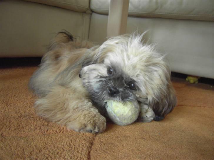 Shih tzu Ludwig  billede 1