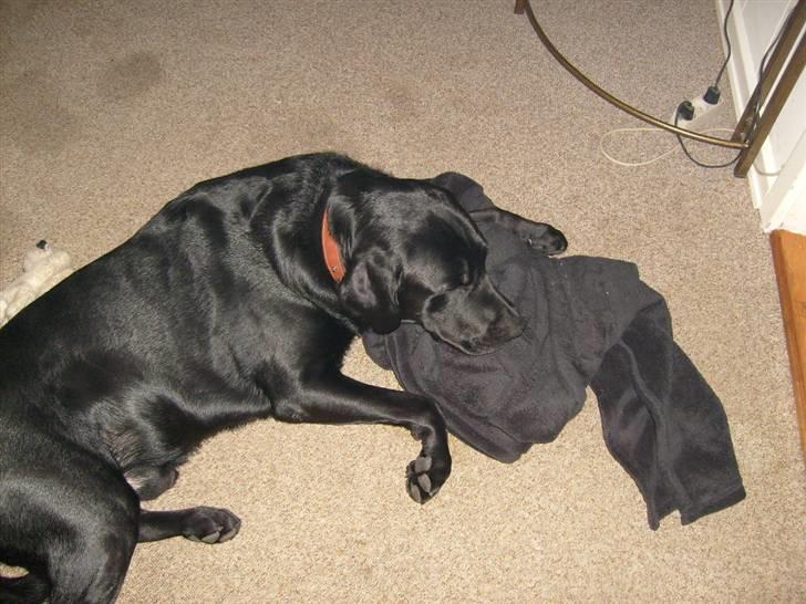 Labrador retriever Benji - jeg ELSKER tæpper! billede 13
