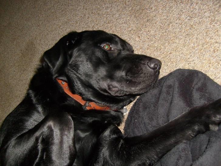 Labrador retriever Benji - - mh´.. her ligger jeg godt.  billede 14
