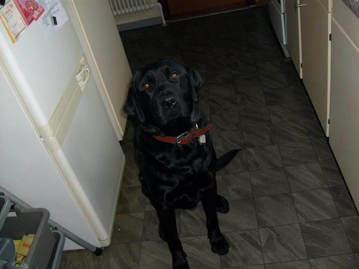 Labrador retriever Benji - - hej :D  billede 15