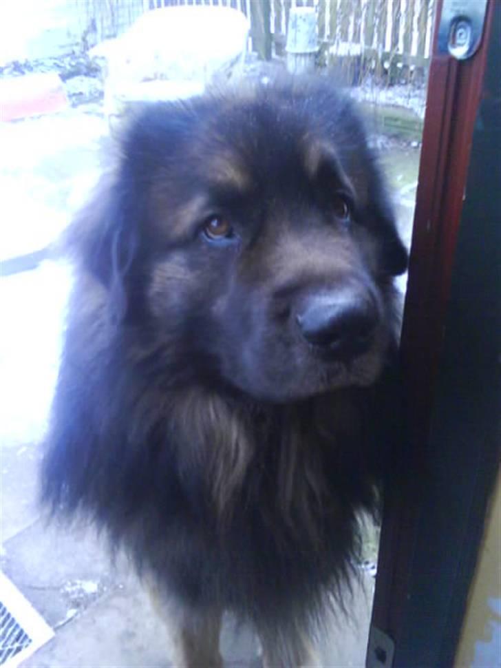 Leonberger Humle* MISSING! :/  billede 8