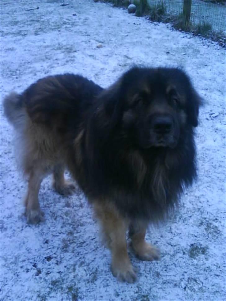 Leonberger Humle* MISSING! :/  billede 9