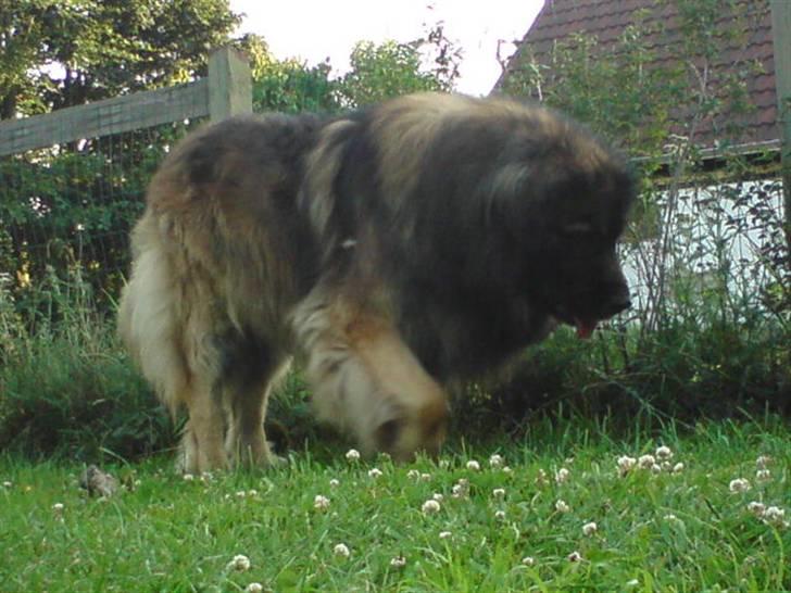 Leonberger Humle* MISSING! :/  billede 10