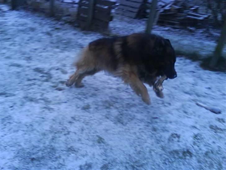 Leonberger Humle* MISSING! :/  billede 11