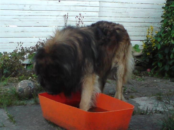 Leonberger Humle* MISSING! :/  billede 12