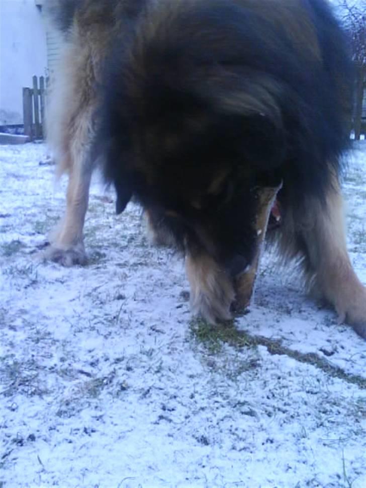 Leonberger Humle* MISSING! :/  billede 14