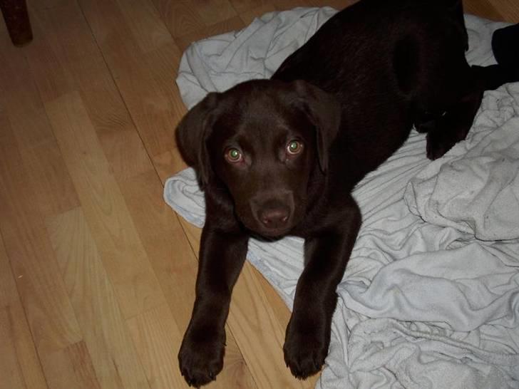 Labrador retriever Simba billede 12