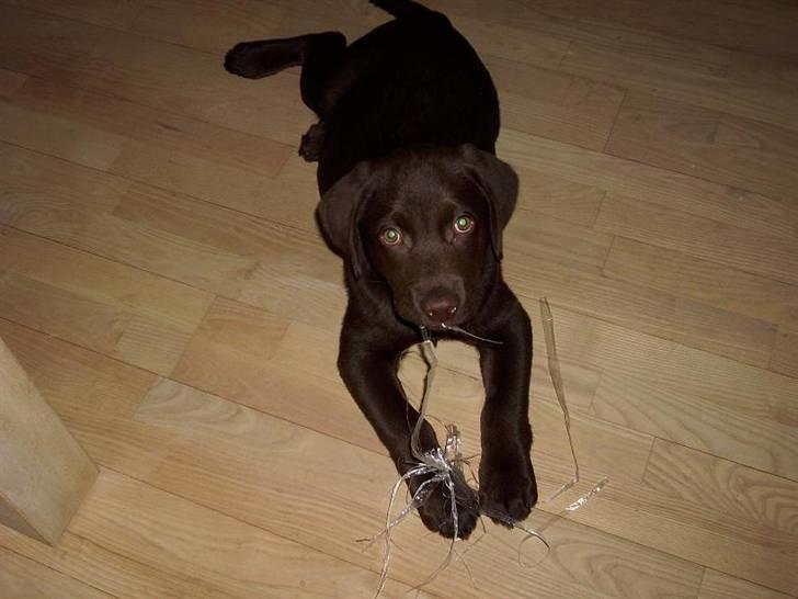 Labrador retriever Simba billede 13