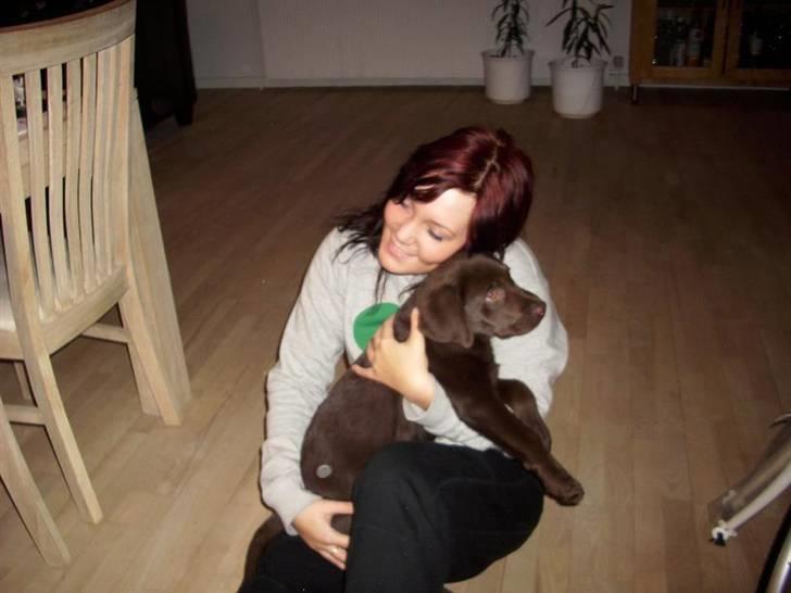 Labrador retriever Simba billede 14