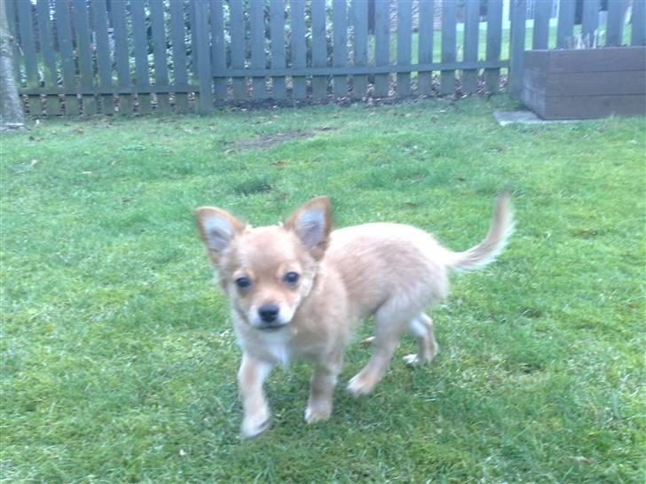 Chihuahua Møffe Lilo Muz billede 10