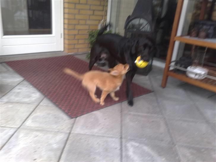 Chihuahua Møffe Lilo Muz billede 12