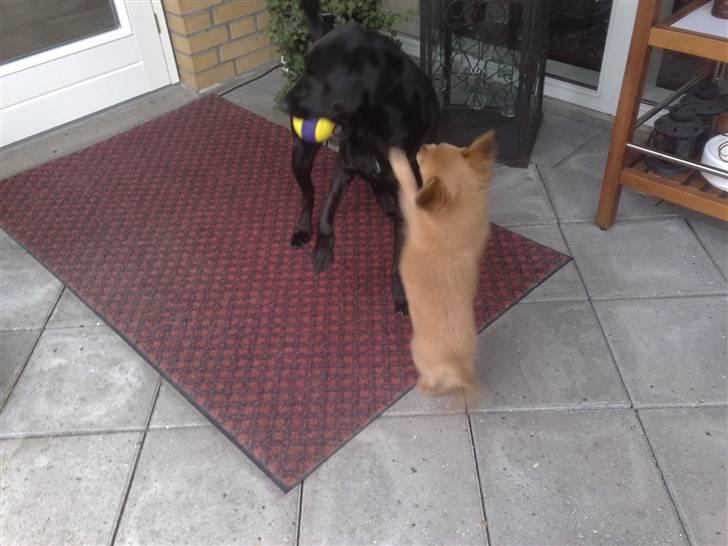 Chihuahua Møffe Lilo Muz billede 13