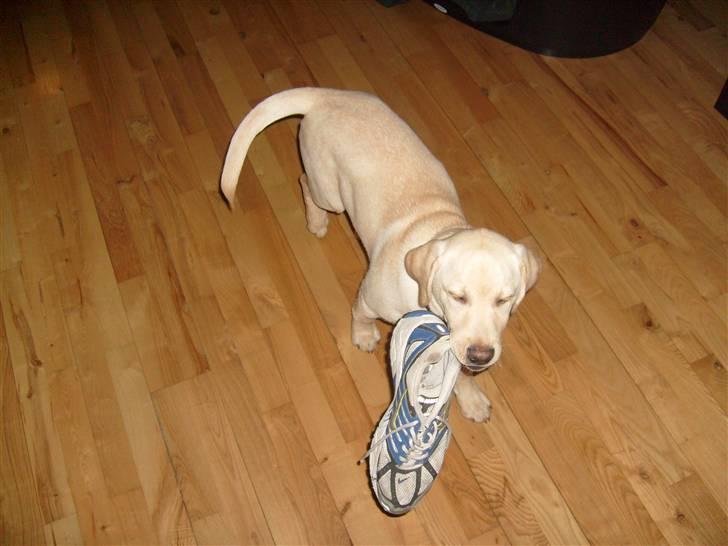 Labrador retriever rico billede 6