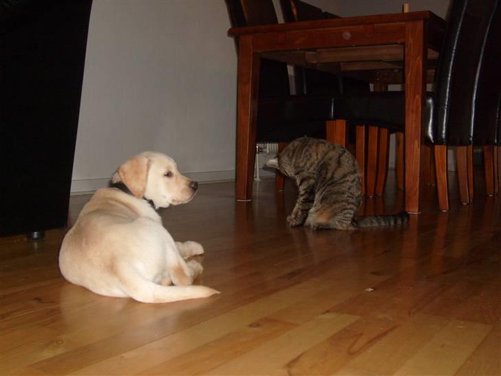 Labrador retriever rico billede 7