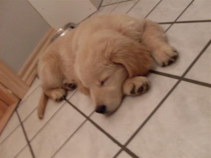 Golden retriever Joey - Joey tager li en slapper :) billede 2
