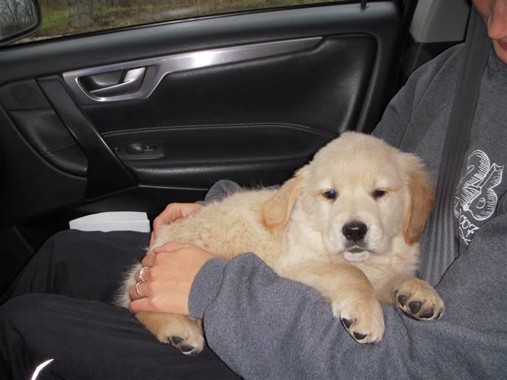 Golden retriever Joey - Joey da vi hentede ham, 8 uger gammel... lille bitte bitte :) billede 3