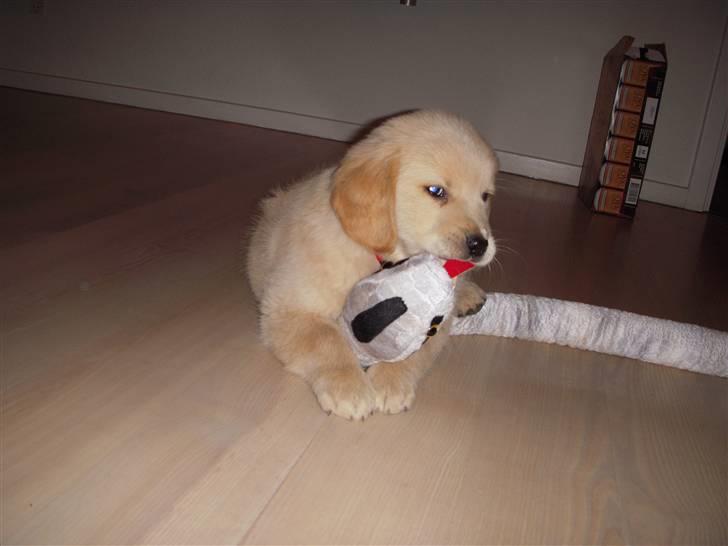 Golden retriever Joey - Joey´s første møde med SLANGEN (den holdt ikke længe) billede 4