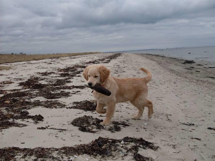 Golden retriever Joey - Joey på stranden (vinter 08/09) billede 5