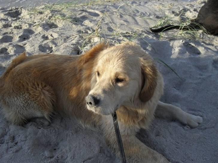 Golden retriever Joey - Joey på stranden sep. 09 billede 6