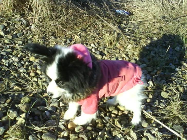 Phalene ¤Fifi-Viola¤ billede 8