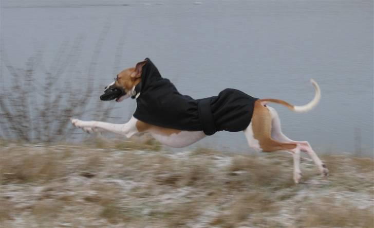 Whippet Hauxwells Thoth billede 18