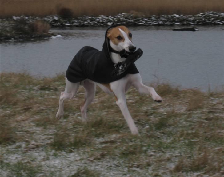 Whippet Hauxwells Thoth billede 19