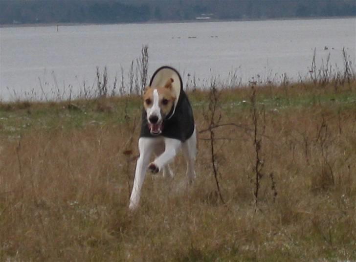 Whippet Hauxwells Thoth billede 20