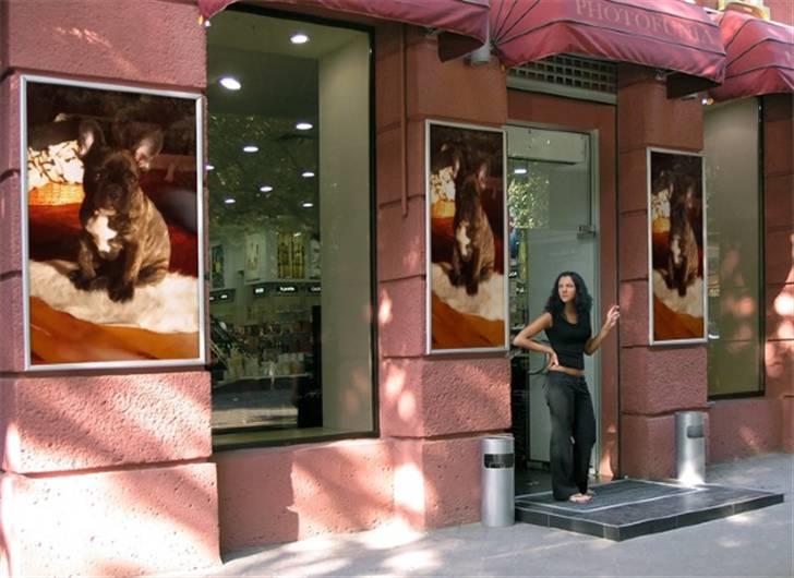 Fransk bulldog Robert2 - Jeg er godt nok dejlig, men er under INGEN OMSTÆNDIGHEDER til salg :-) billede 19