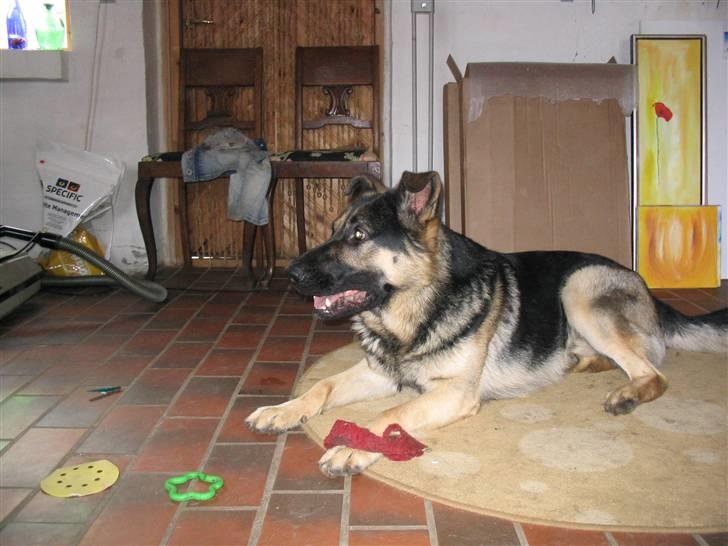 Schæferhund Charlie billede 3