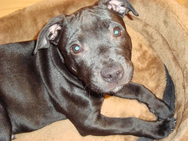 Staffordshire bull terrier Eddie - Smukkeste <3 billede 4